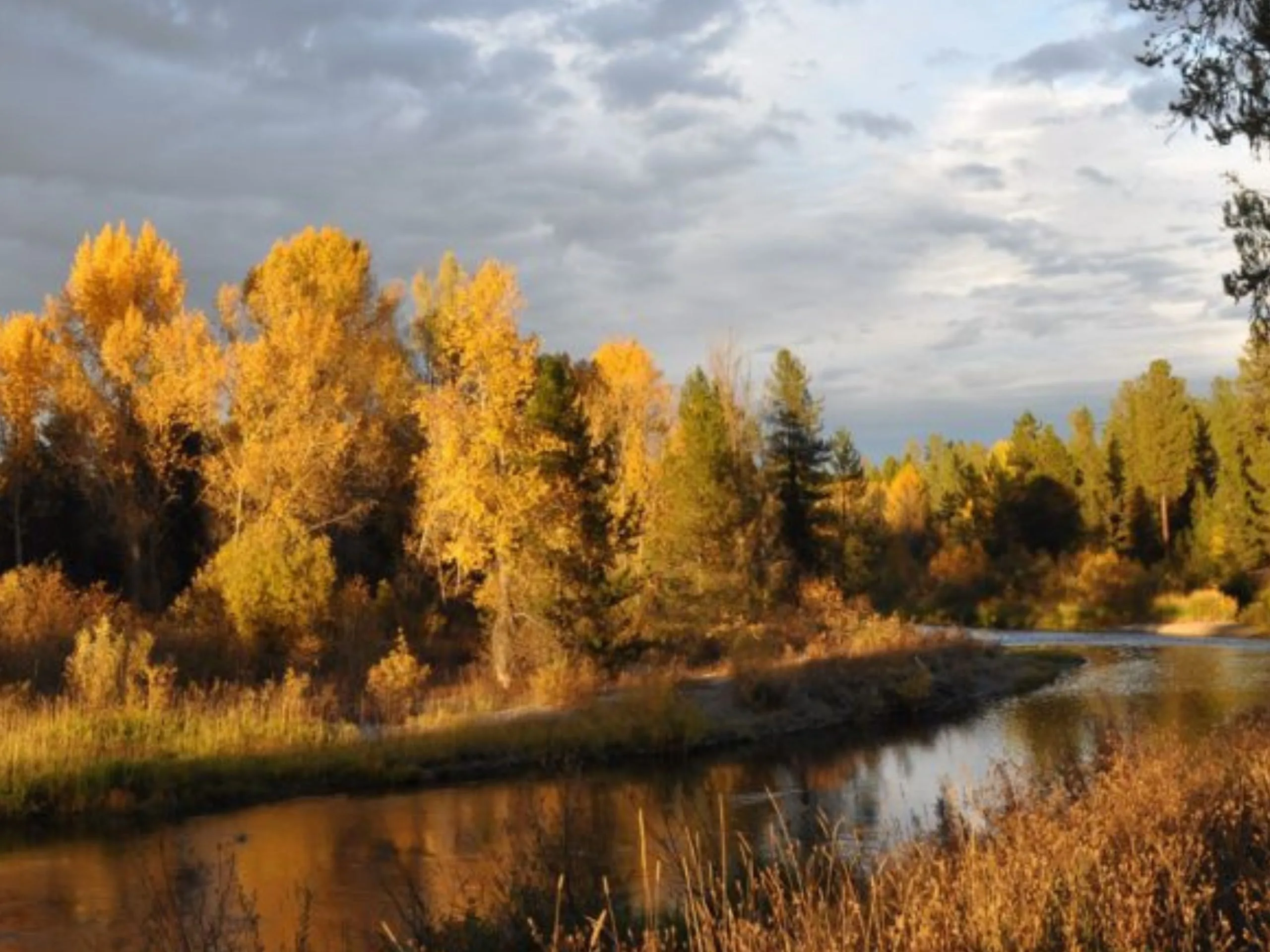 Autumn cottonwoods along a creek bottom.