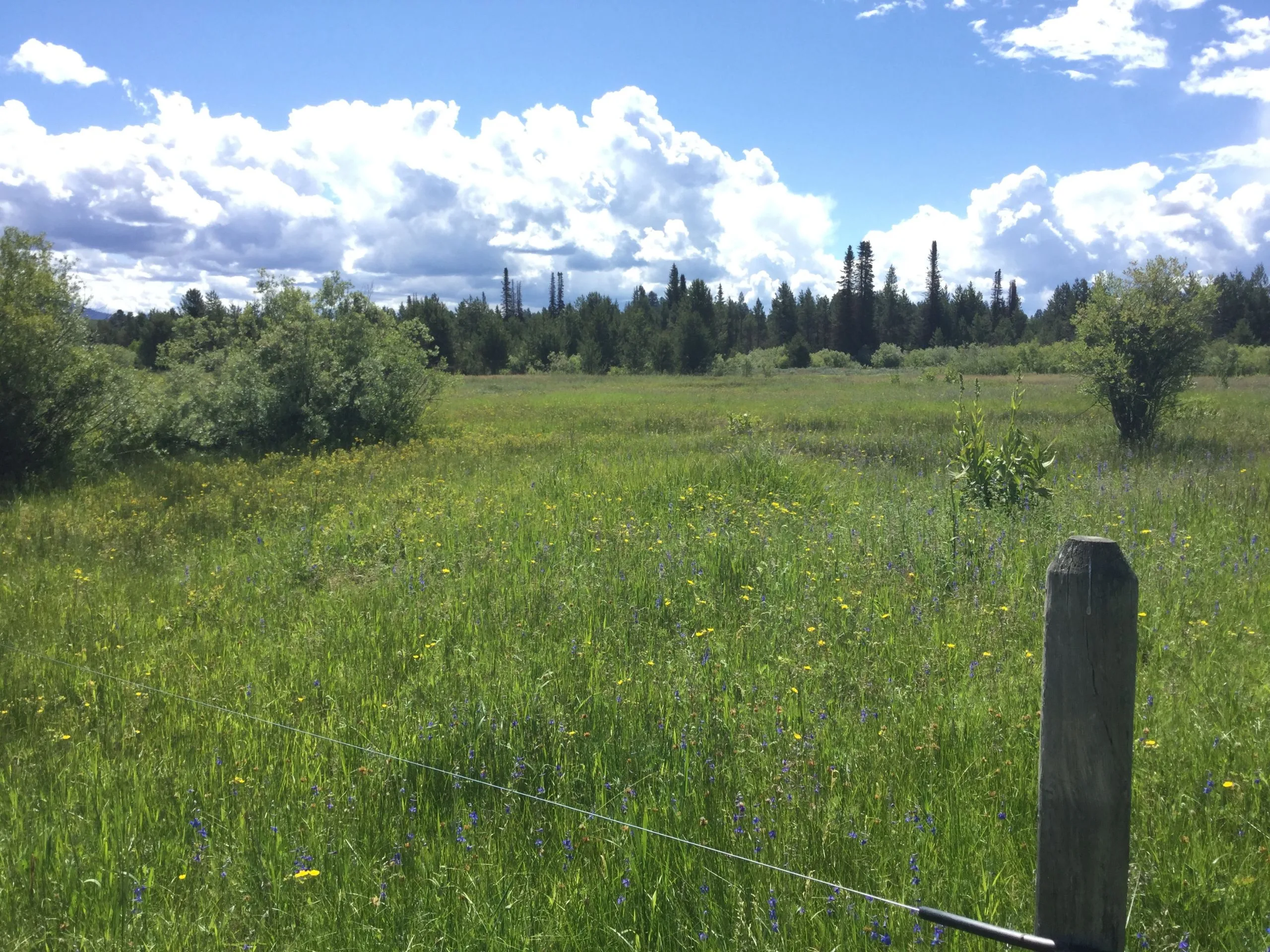 Wildflower pasture inside a fence line, timber beyond.