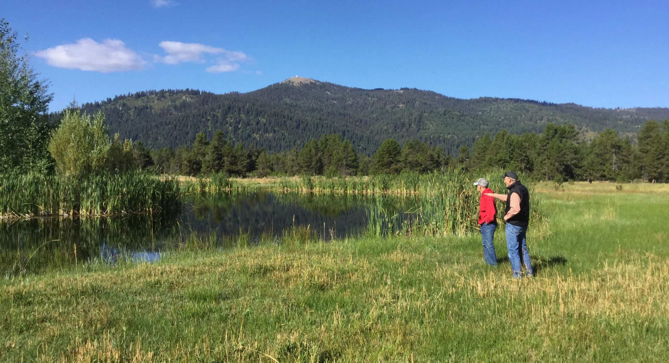The Payette River running past a stand of pine at Riverpoint.