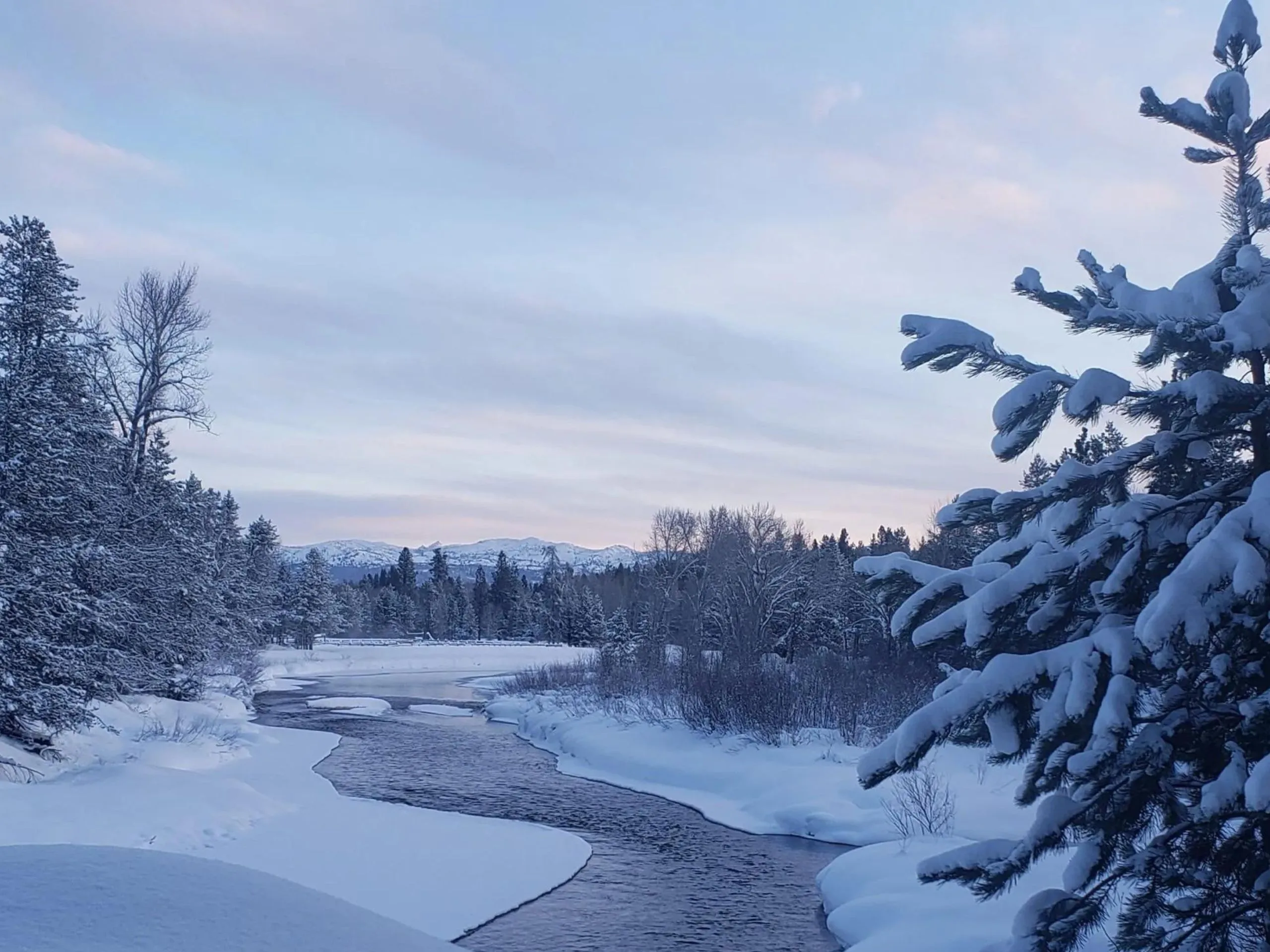 Winter light on protected timber and snow-covered meadow.